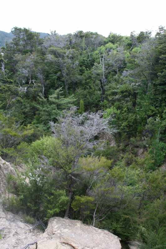 Nieuw-Zeeland 2011 - 1053